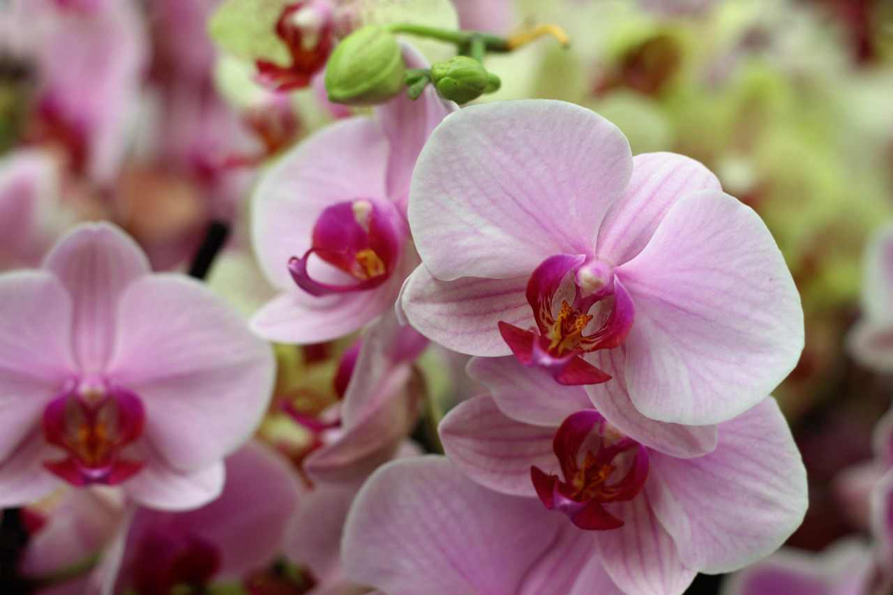 Gincana Luccas e Gi 114